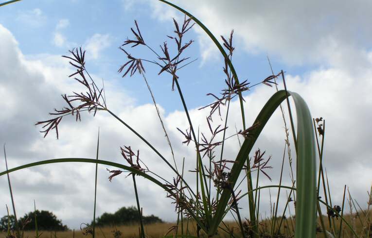 Galingale