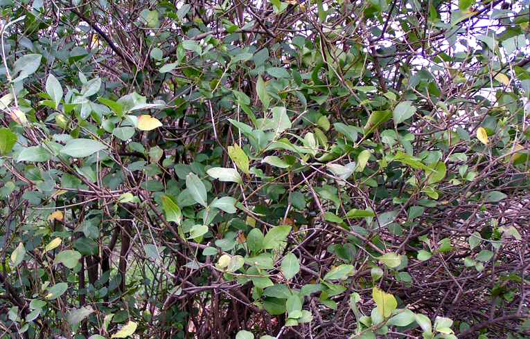 Garden Privet