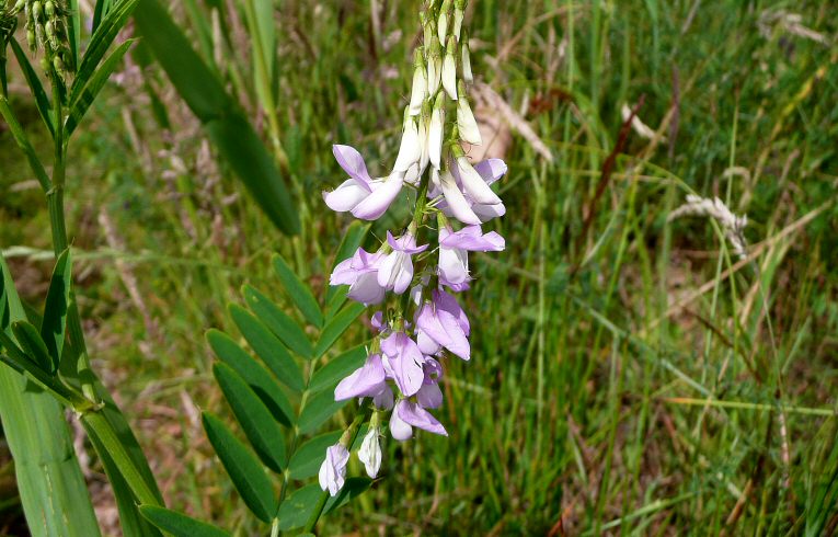 Goat's-rue