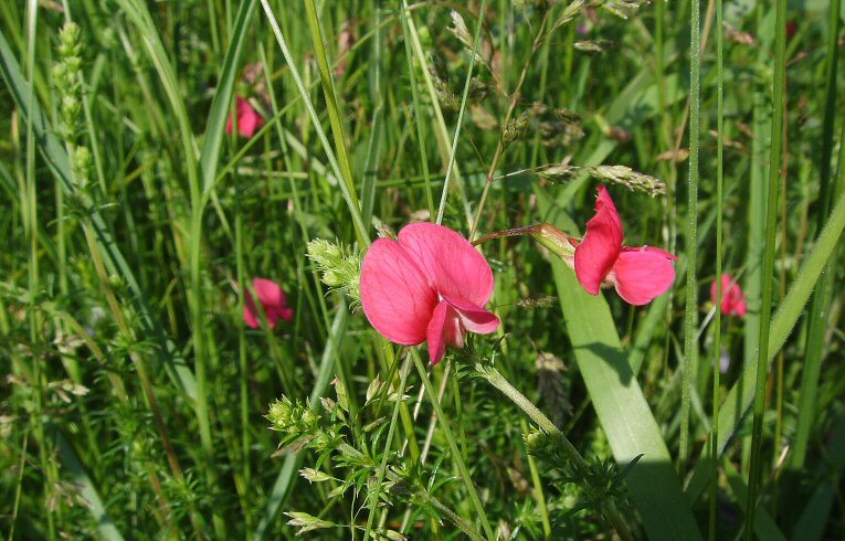 Lathyrus nissolia