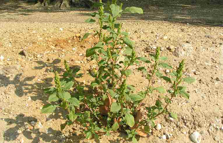Green Amaranth