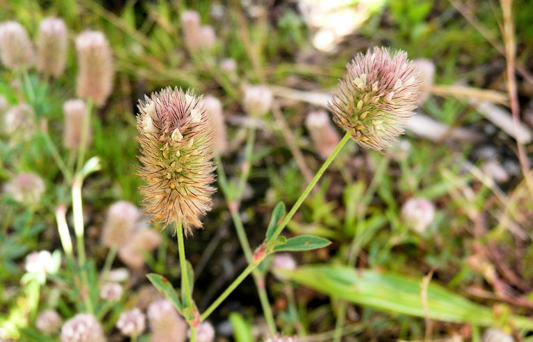Hare's-foot Clover