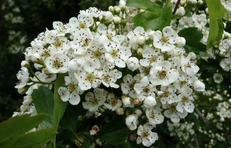 may blossom