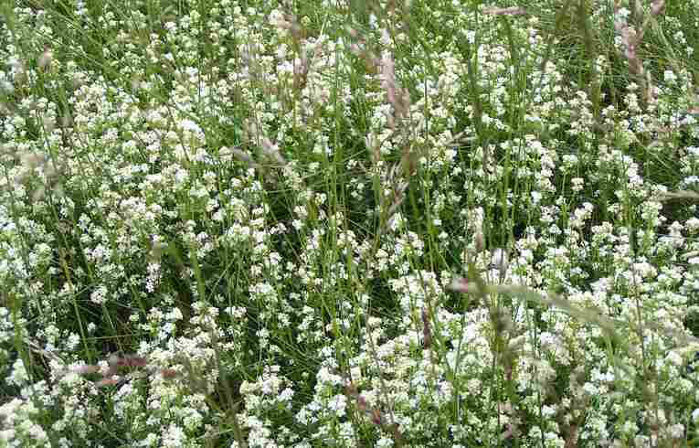 Galium saxatile