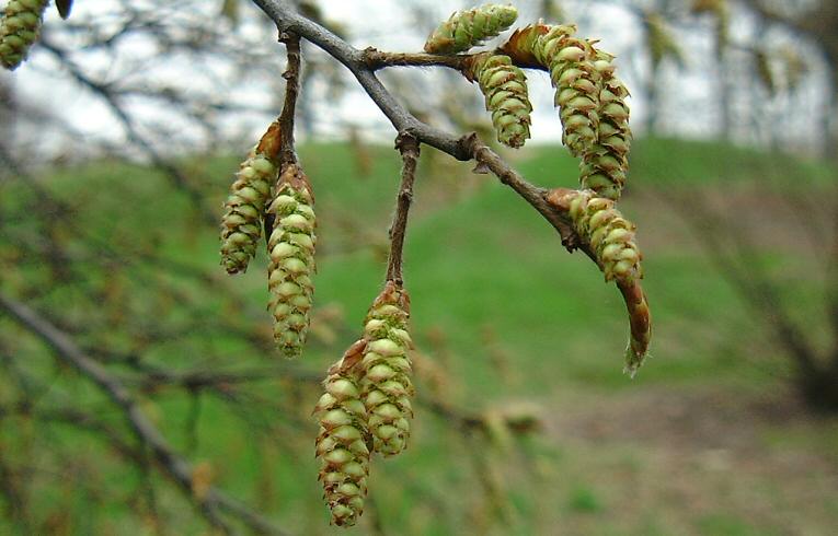 Hornbeam