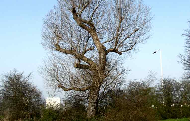 Populus x canadensis