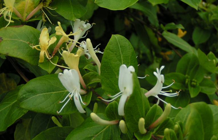 Japanese Honeysuckle