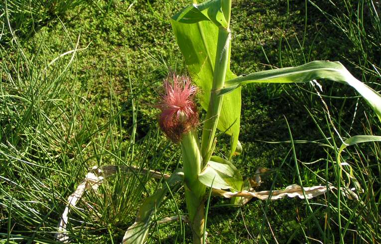 Zea mays