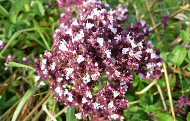 Marjoram