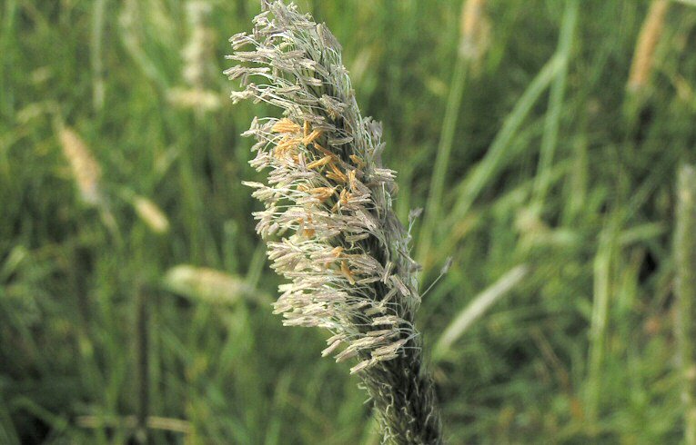 Meadow Foxtail