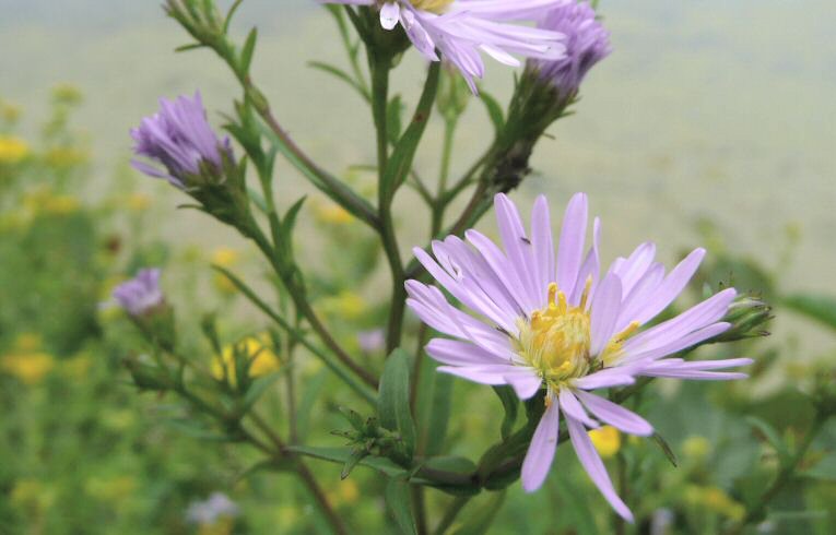 Michaelmas Daisy