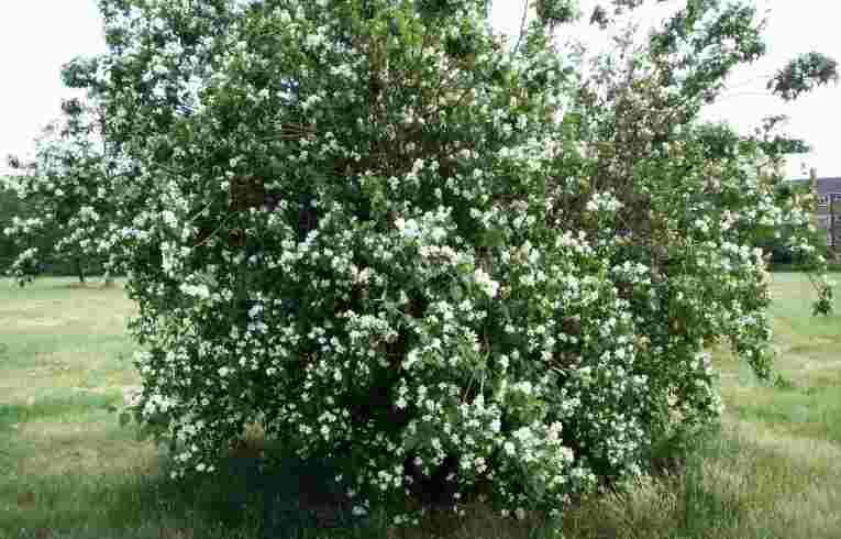 Mock Orange