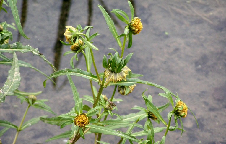 Nodding Bur-marigold
