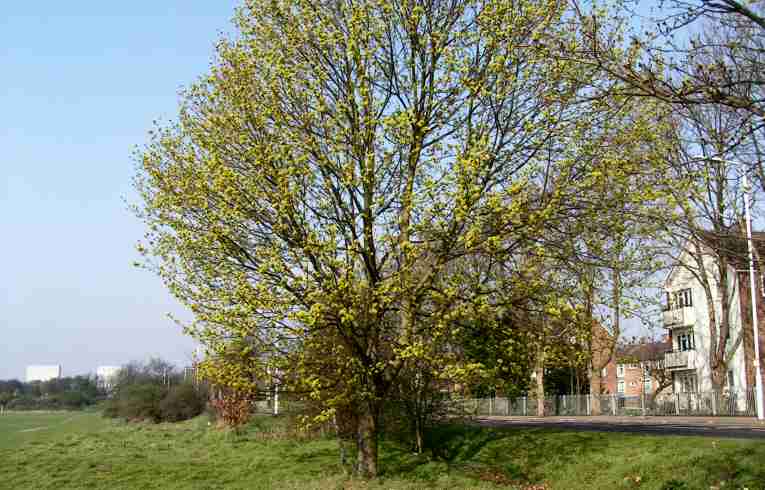 Acer platanoides