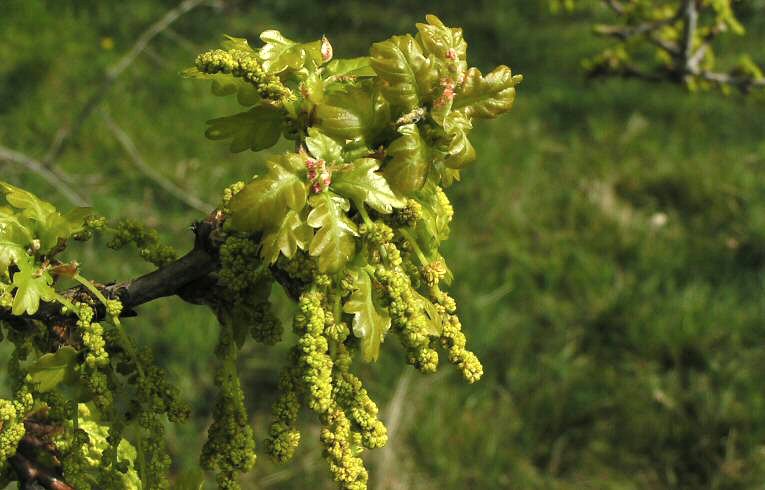 English Oak