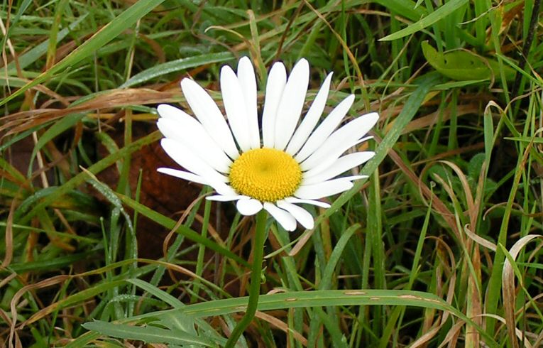 Ox-eye Daisy