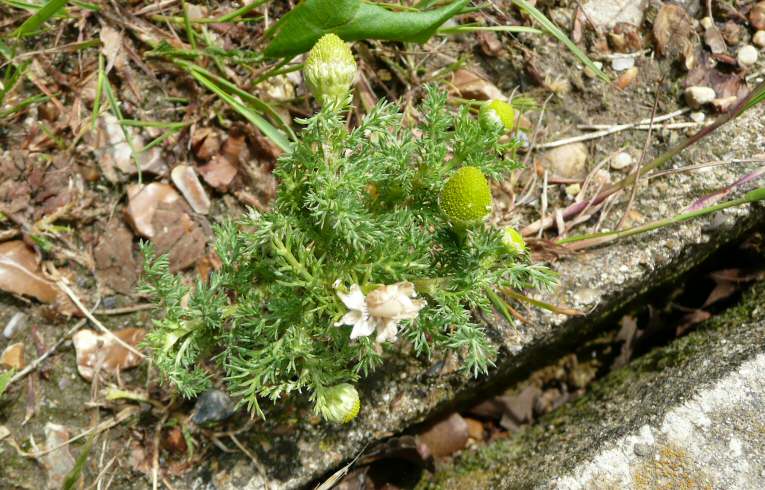 Pineapple Mayweed