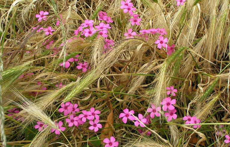 Oxalis articulata