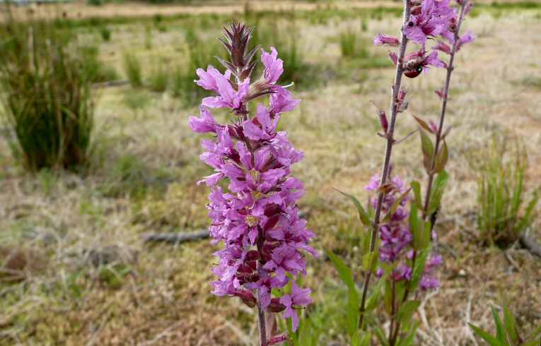 Lythrum salicaria 