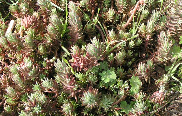 Reflexed Stonecrop
