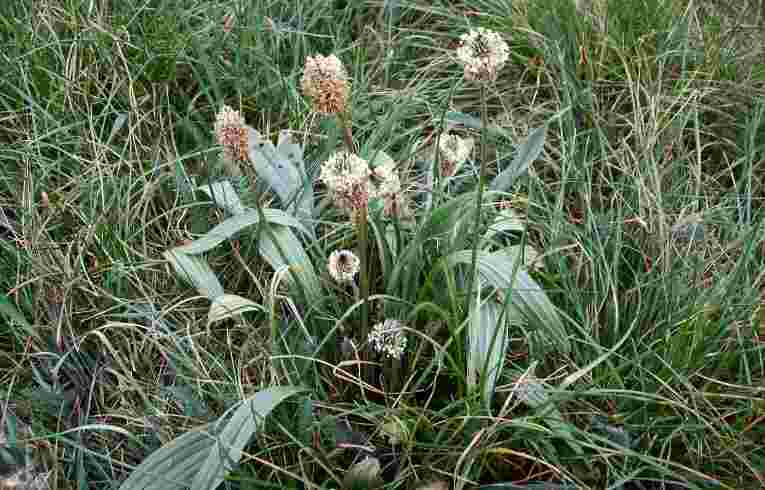 Plantago lanceolata