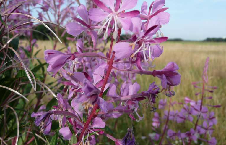 Rosebay Willowherb