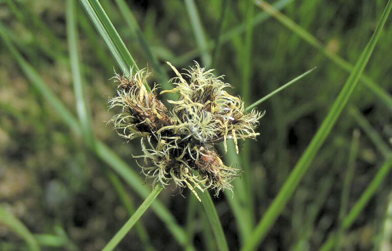 Scirpus maritimus