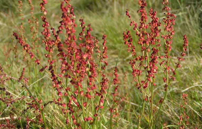 Rumex acetosella