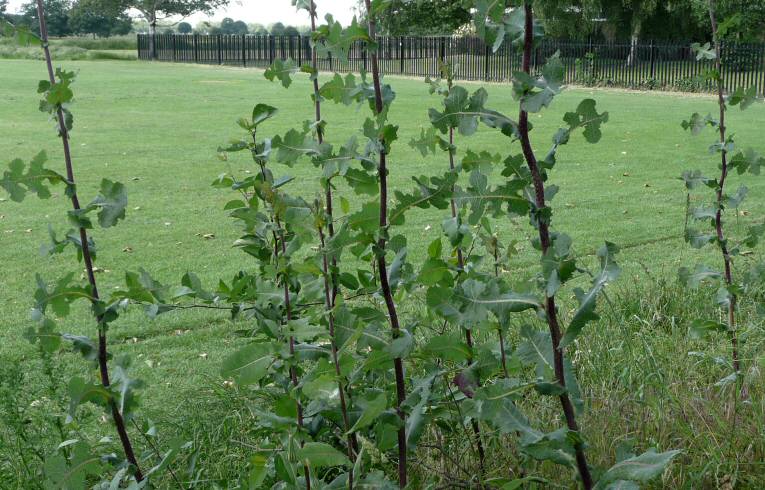 Smooth Sow-thistle