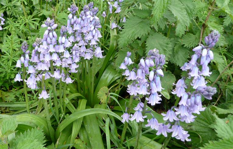 Spanish Bluebell