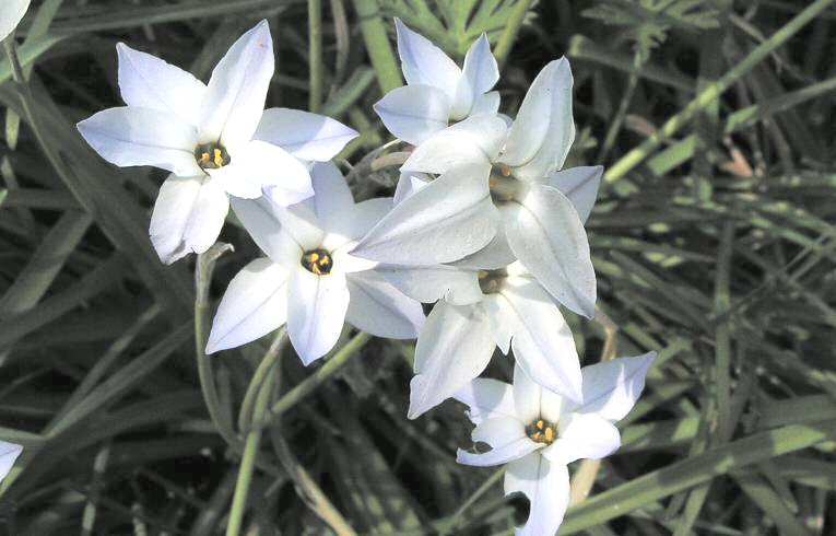 Spring Starflower