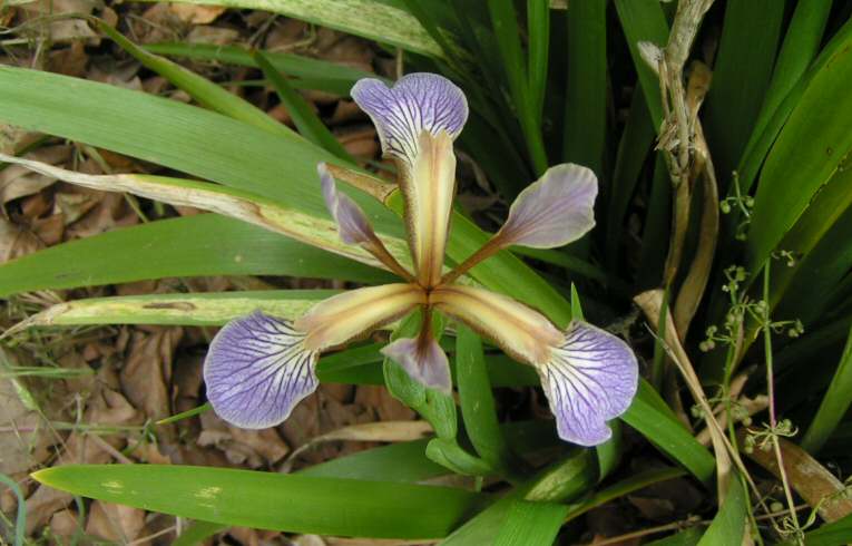 Iris foetidissima