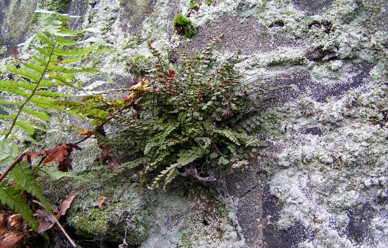 Maidenhair Spleenwort