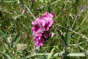 Broad-leaved Pea