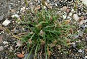 Buck's-horn Plantain