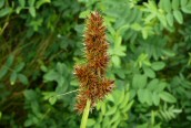 False Fox-sedge