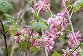 Flowering Current