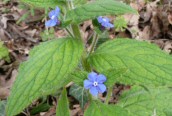 Green Alkanet