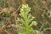 Guernsey Fleabane