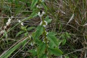 Gypsywort 