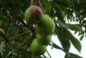 Horse-chestnut