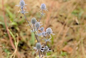 Italian Eryngo