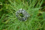 Love-in-a-mist
