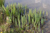 Mare's-tail