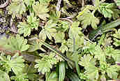 Parsley-piert