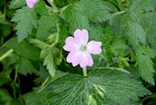 Pencilled Crane's-bill 