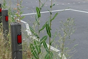 Prickly Lettuce