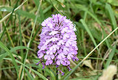 Pyramidal Orchid