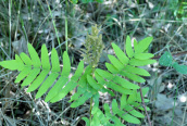 Royal Fern