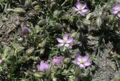 Sand Spurrey